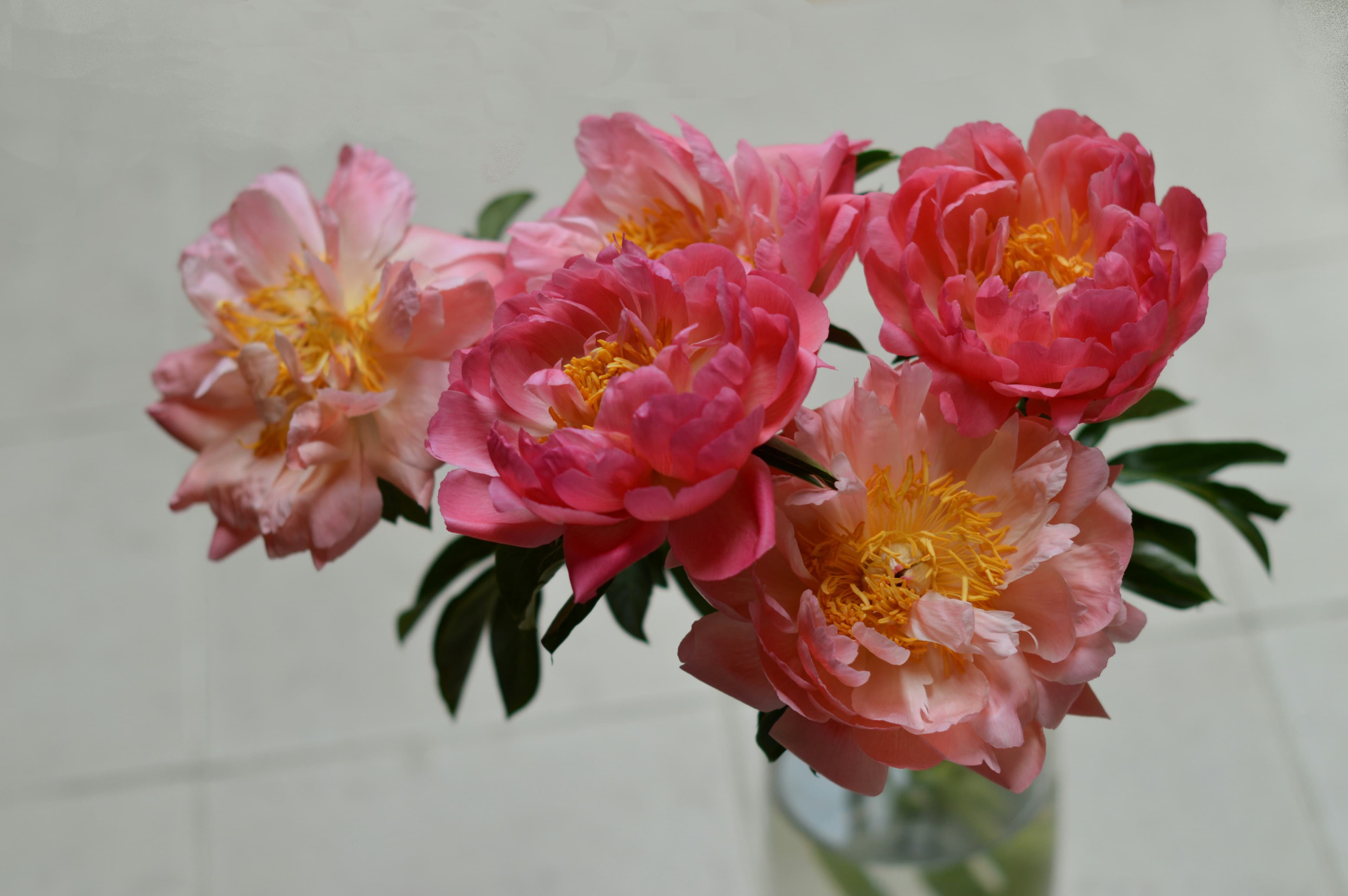 bouquet of flowers