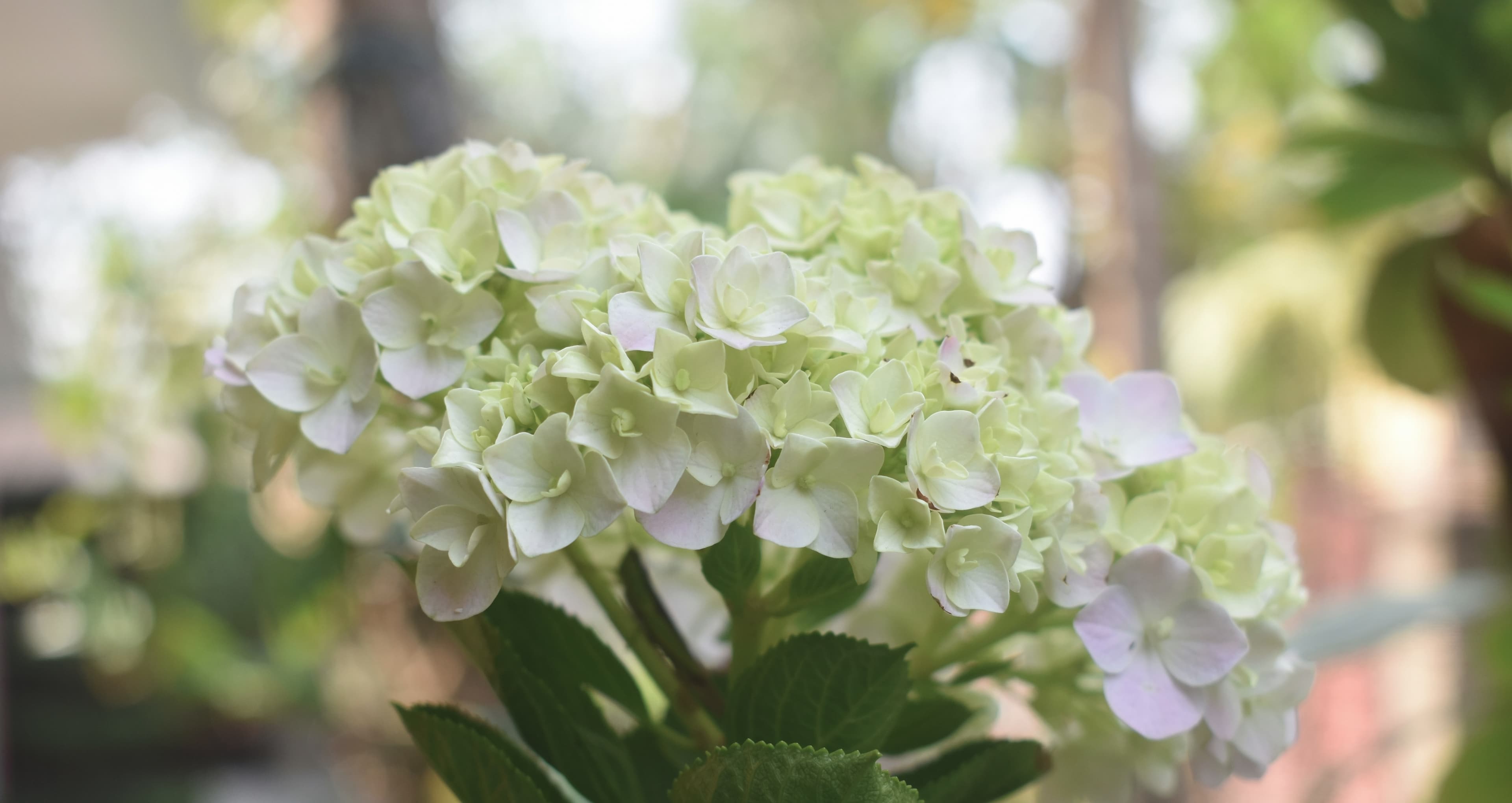bouquet of flowers